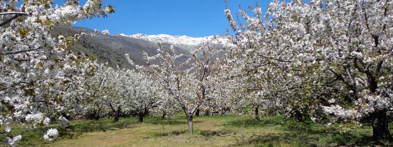 Valle del Jerte: Cerezo en Flor